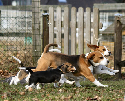 Beaglemeute rennt